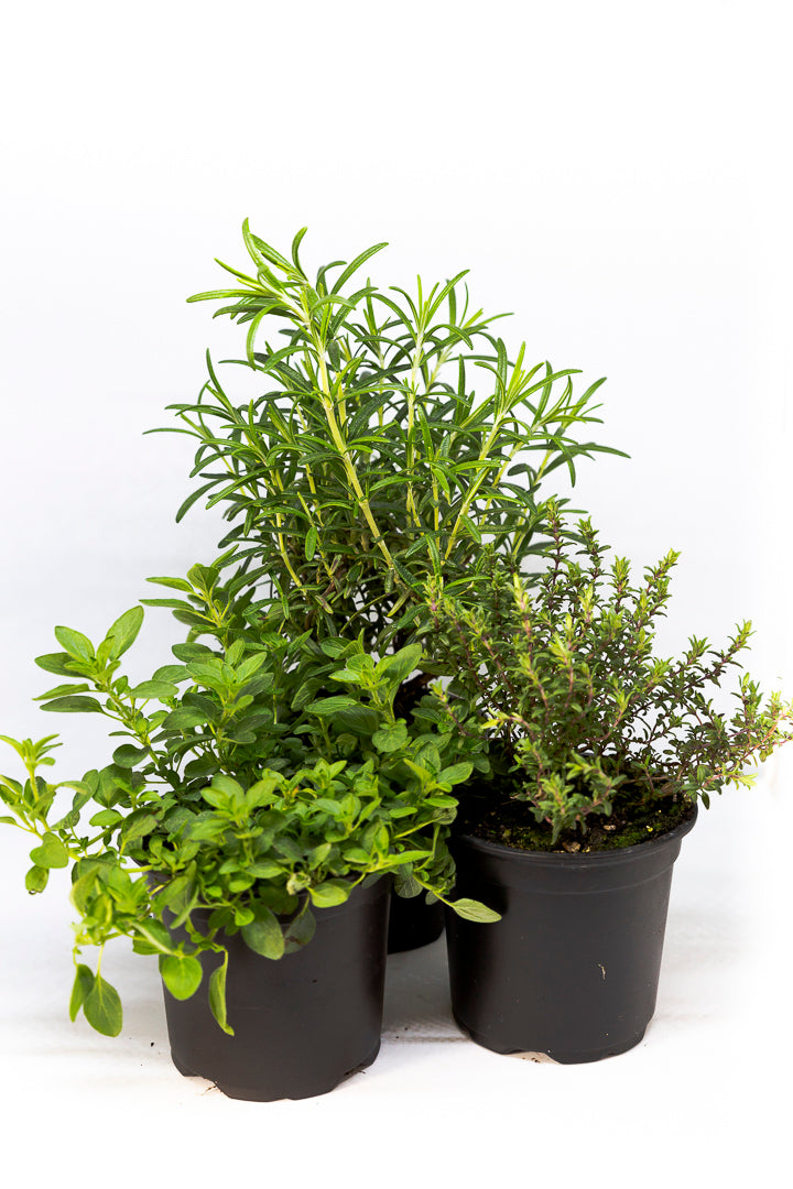 Kräuter aus heimischen Anbau - Blumen Grollitsch