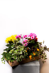 Balkonblumen gemischt - Blumen Grollitsch