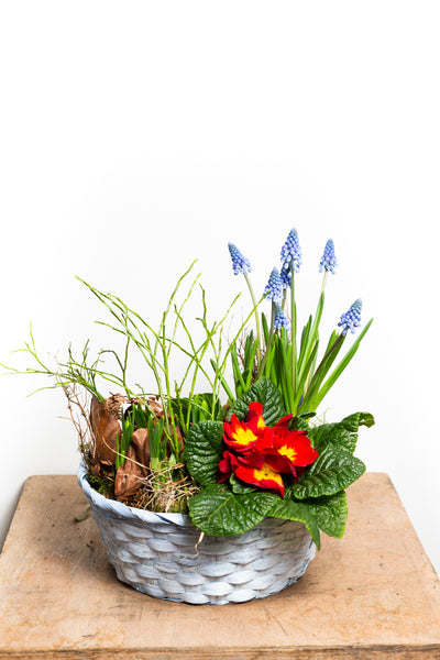 Frühlingskorb - Blumen Grollitsch