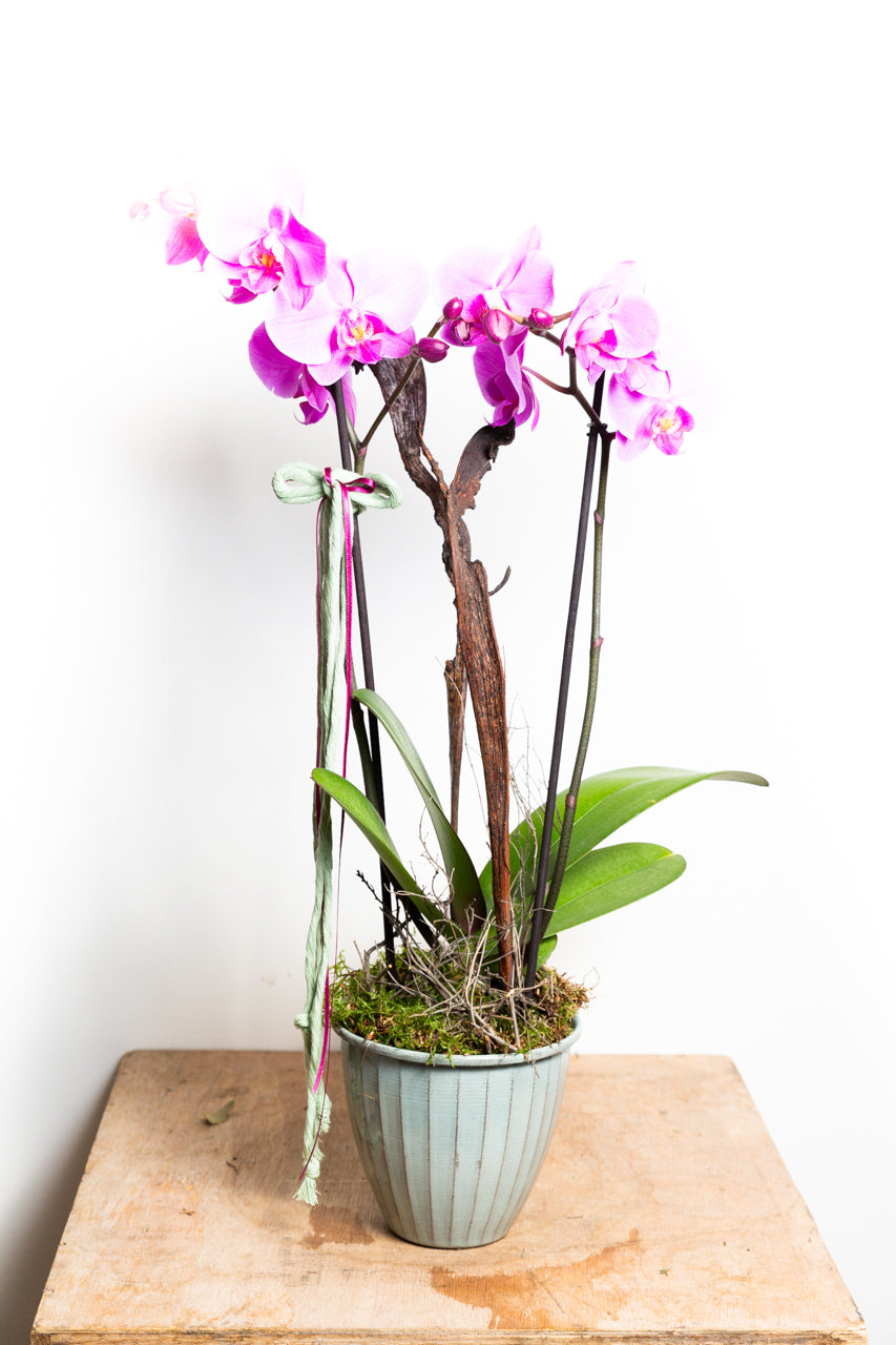 Orchidee Rosa/Pink (Zwei Rispen) - Blumen Grollitsch