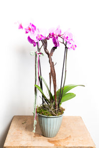 Orchidee Rosa/Pink (Zwei Rispen) - Blumen Grollitsch