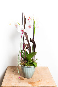 Orchidee Weiß (Zwei Rispen) - Blumen Grollitsch