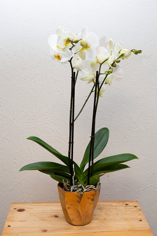 Orchidee Weiß - Blumen Grollitsch